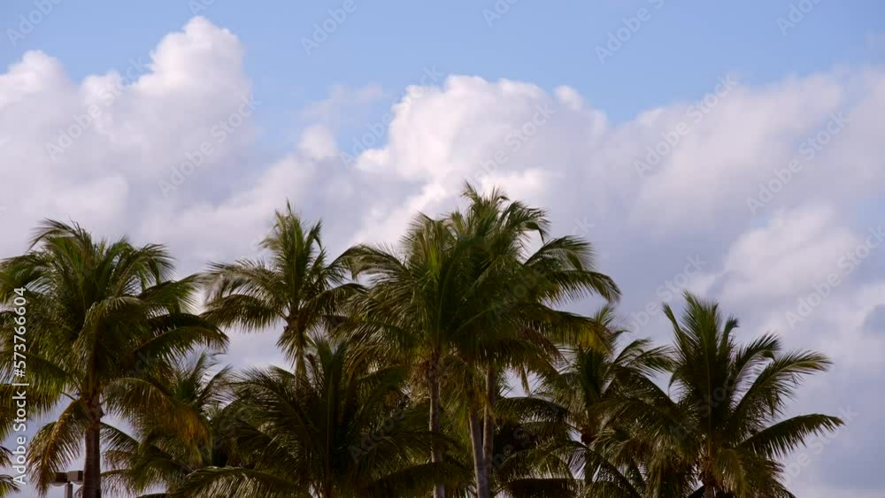 8k Miami Beach palm trees and cloudy blue sky 8k Miami Beach palm trees and cloudy blue sky
