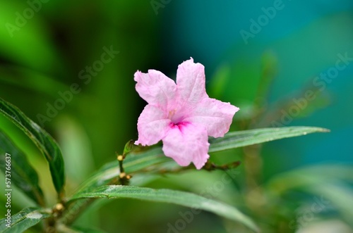 Ruellia tuberosa L., the ping waterkanon is blooming in the garden. photo