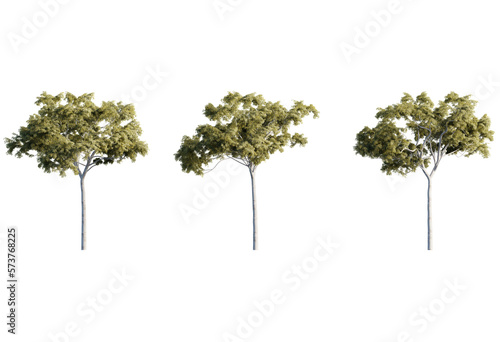 Corymbia aparrerinja tree Png Cutout
