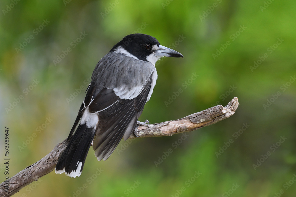 Australian adult Grey Butcherbird -Cracticus torquatus- perched tree branch relaxing green blurry bokeh background Australian adult Grey Butcherbird -Cracticus torquatus- perched tree branch relaxing green blurry bokeh background