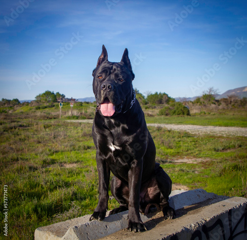 A Cane Corso sitting in a field