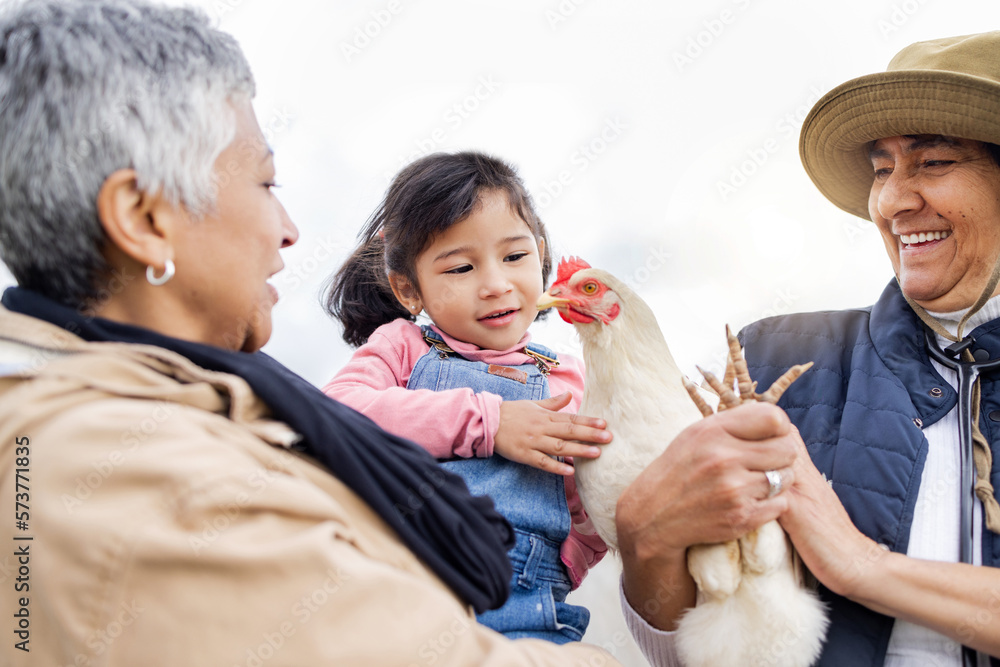 Farm, agriculture and grandparents with girl and chicken in countryside for farming, livestock and agro. Sustainability, family and child with bird for protein, animal produce and eco friendly ranch Farm, agriculture and grandparents with girl and chicken in countryside for farming, livestock and agro. Sustainability, family and child with bird for protein, animal produce and eco friendly ranch