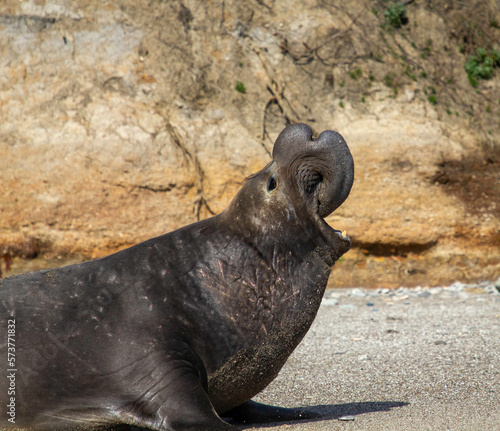 A male Elephant Seal on Ano Nuevo State Beach