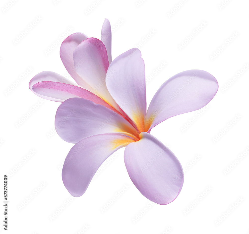Plumeria or Frangipani or Temple tree flower. Close up of white-pink plumeria flowers bouquet isolated on transparent background. Plumeria or Frangipani or Temple tree flower. Close up of white-pink plumeria flowers bouquet isolated on transparent background.