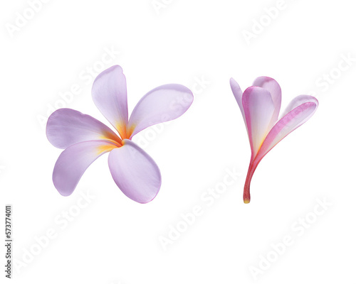 Plumeria or Frangipani or Temple tree flower. Collection of white-pink plumeria flowers bouquet isolated on transparent background. photo