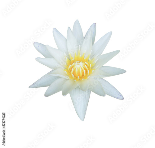 Lotus or Water lily or Nymphaea flower. Close up white lotus flower isolated on transparent background.