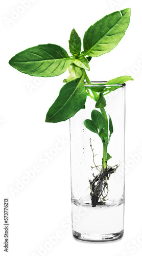 Basil plant growing in a glass