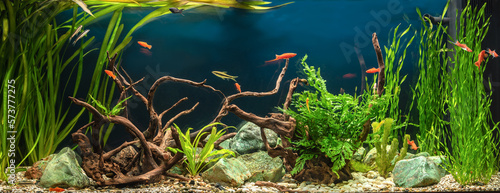 Tableau sur toile Freshwater aquarium with snags, green stones, tropical fish and water plants