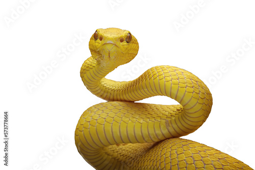 Yellow White-lipped Pit Viper (Trimeresurus insularis), close-up yellow viper snake