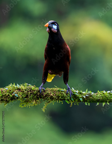 Montezuma Oropendola

ave sobre una rama mirando hacia adelante  