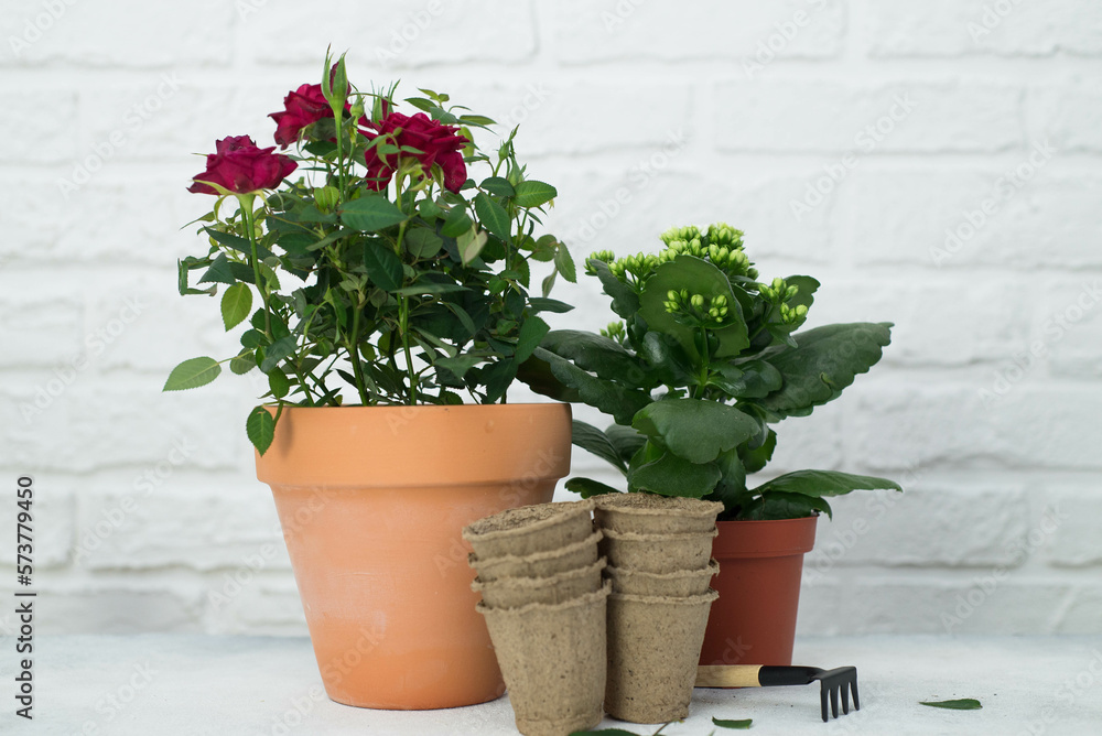 Spring gardening with blooming flowers in pots for planting on light background. Womans hobby of growing houseplants concept. Spring gardening with blooming flowers in pots for planting on light background. Womans hobby of growing houseplants concept.