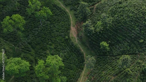 Aerial shot overhead the forest and tea plants in Karimnagar National Park, Bangladesh photo