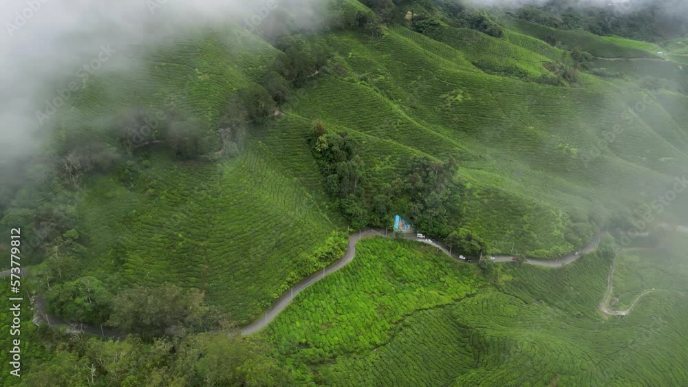 Drone flying in clouds and fog over tea plantations. Beautiful green hills. Cameron Highlands. Malaysia Drone flying in clouds and fog over tea plantations. Beautiful green hills. Cameron Highlands. Malaysia