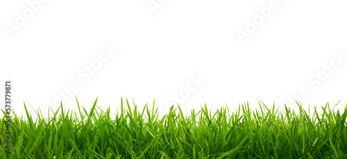 Side view of short grass isolated on white background.