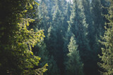 Background of coniferous firs in the forest in summer.