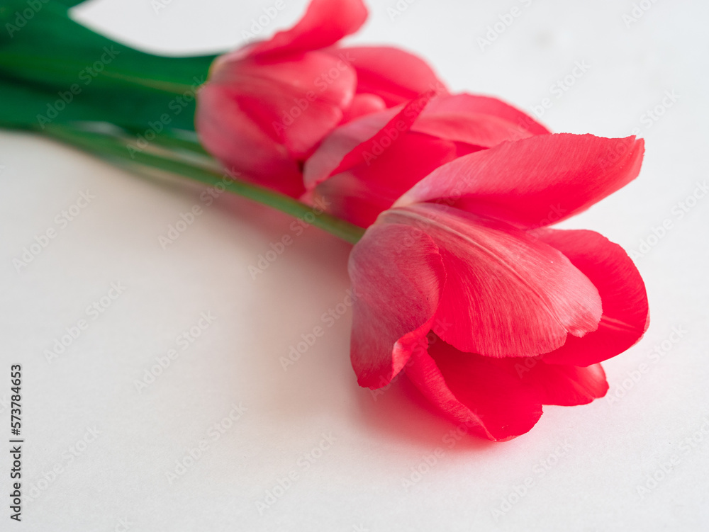 Bright delicate pink spring flowers tulips on a white background with a place for text Bright delicate pink spring flowers tulips on a white background with a place for text
