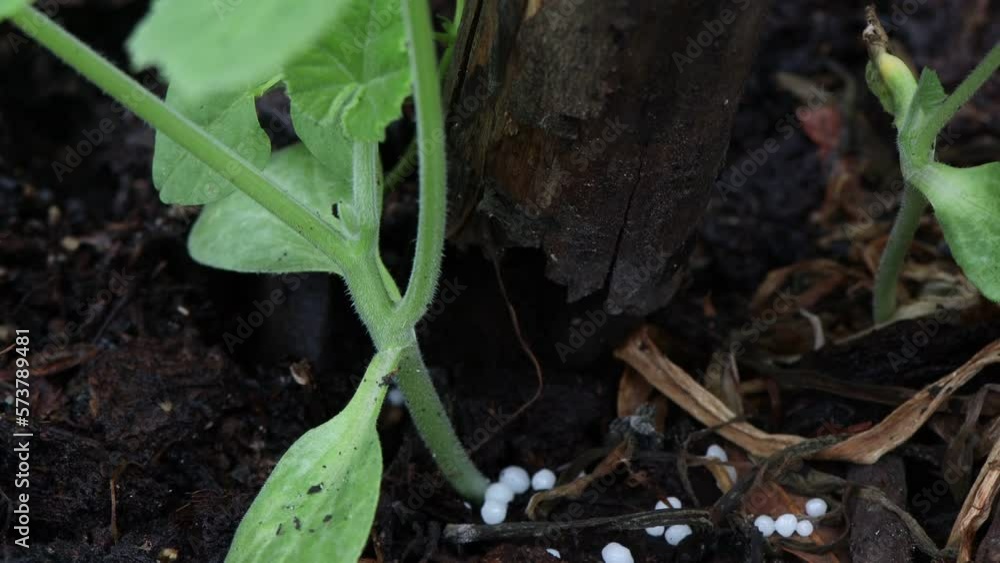 Biology experiment with green vegetables in laboratory, educational science experiments Biology experiment with green vegetables in laboratory, educational science experiments