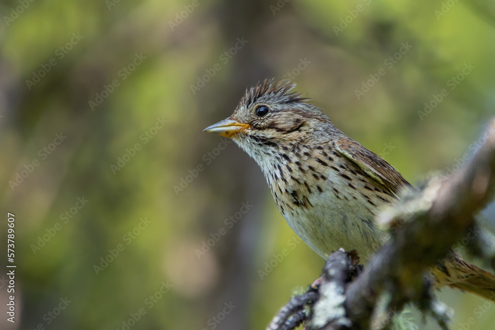 Alerted Lincoln's sparrow is perched on a branch with lichen in the forest. Alerted Lincoln's sparrow is perched on a branch with lichen in the forest.