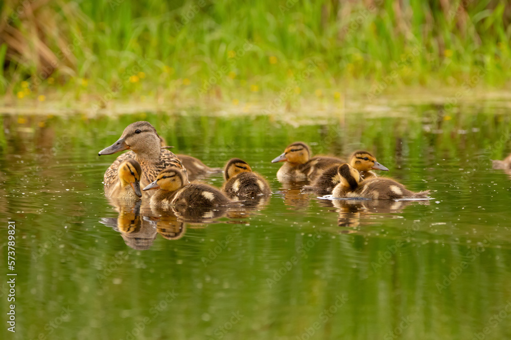 Green-winged teal with babies swimming in the pond among plants. Green-winged teal with babies swimming in the pond among plants.