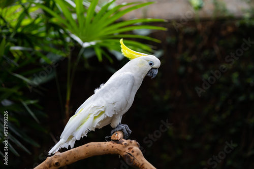 sulphur-crested cockatoo at Bloedel Conservatory, Vancouver BC. 