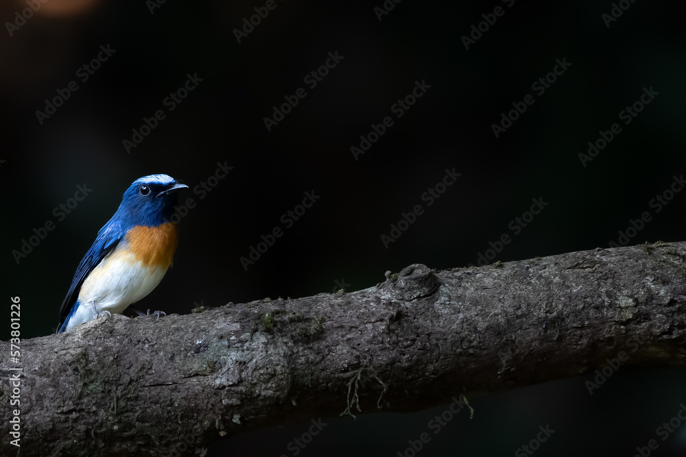 Fototapeta premium blue throated flycatcher male (cyornis rubeculoides ) on a branch of a tree