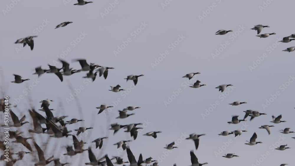 Flight of barnacle geese skims from behind trees in slow motion. Flight of barnacle geese skims from behind trees in slow motion.