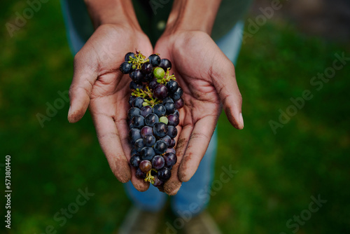 Farmer holding fresh grapes in hand