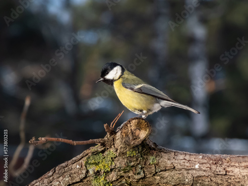 Close-up of the Great tit (Parus major) standing on a tree branch in bright sunlight in winter day with blurred background. Detailed portrait