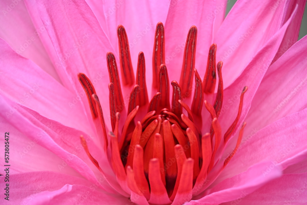 Obraz premium close up of pink lotus flower