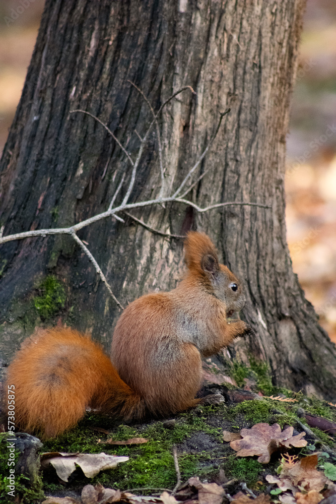 Obraz premium squirell 6