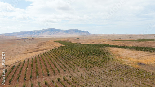 Sonyachna Dolyna, Crimea. Fields of vineyards. Coast of the Black Sea, Aerial View photo