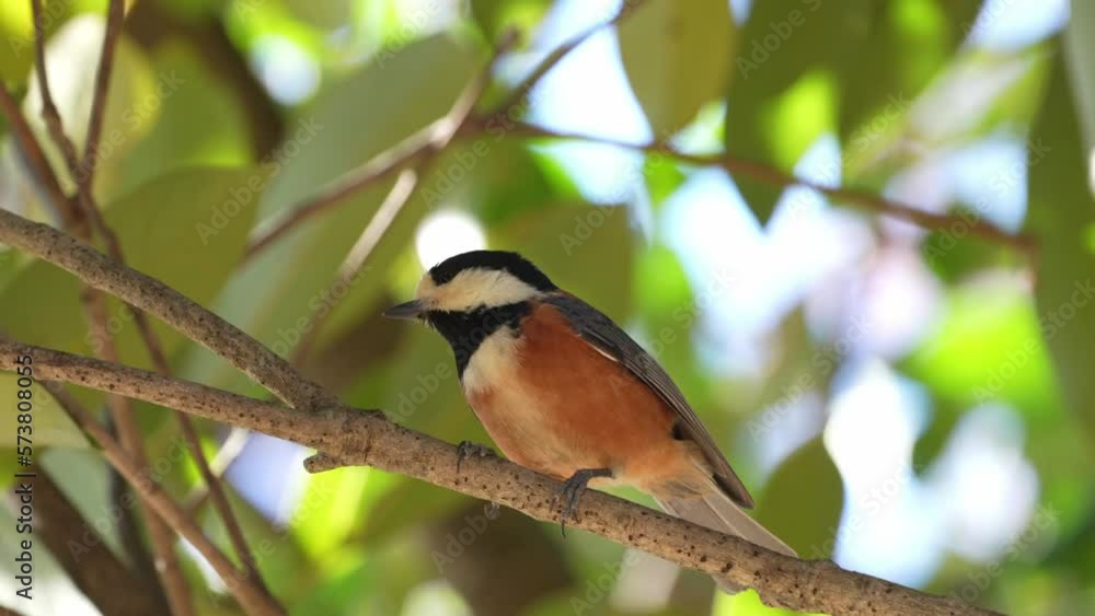 varied tit on a branch varied tit on a branch