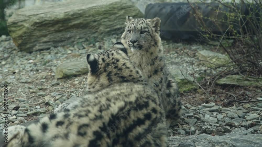 Two Snow Leopards resting in nature background. Panthera uncia potrait Two Snow Leopards resting in nature background. Panthera uncia potrait