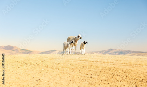 Valokuva Three sheep in arid landscape in Morocco