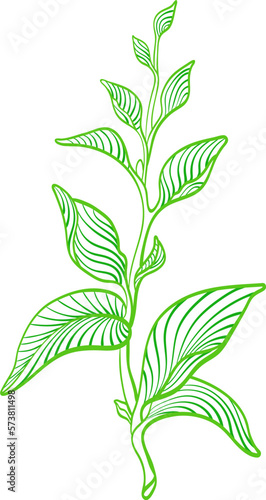 Tea leaves. Graphic green plant. Artdeco nature illustration