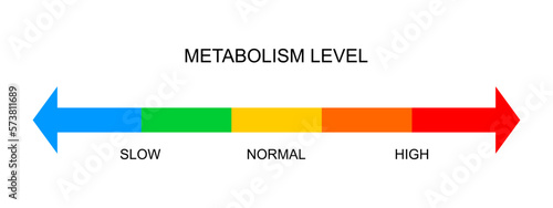 Metabolism meter horizontal scale. Metabolic levels from slow to high. Colorful chart with opposite arrows to determine how quickly body converts food and drink into energy. Vector flat illustration