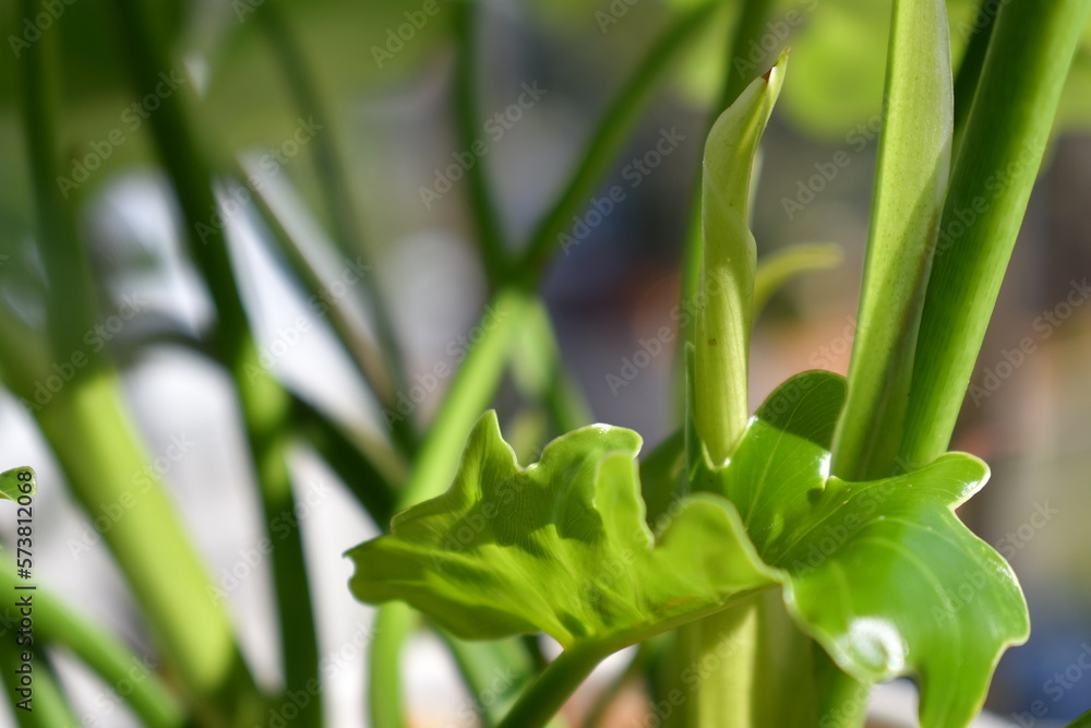 Obraz premium growing plants