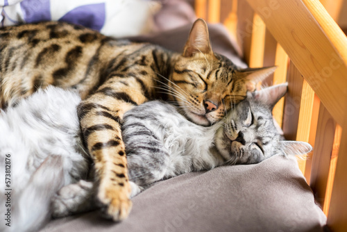 幸せそうに寝る猫_ベンガル猫 © Nii Koo Nyan