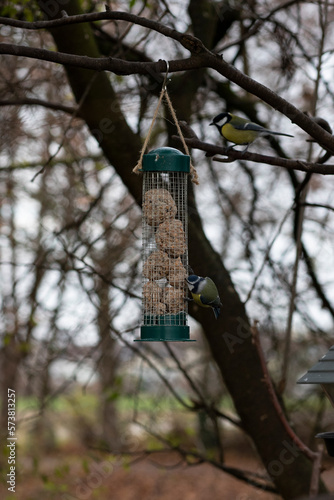 Blaumeise in der Natur