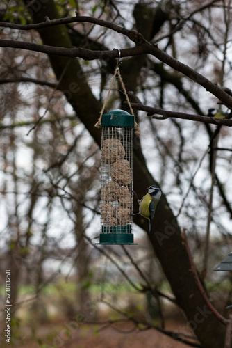 Blaumeise in der Natur