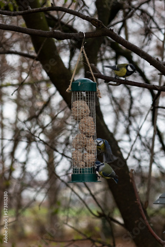 Blaumeise in der Natur