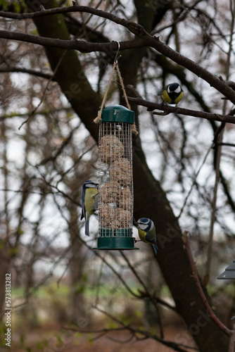 Blaumeise in der Natur