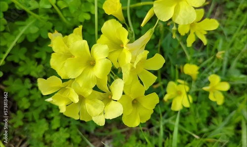 close up of bermuda buttercup yellow flower, sourgrass plant flower photo