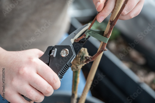 Close-up woman cutting the connection between plant support and branch with a secateurs on a balcony  vine plant