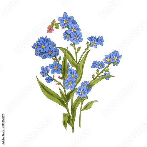 Forget-me-nots, myosotis, blossomed spring wild flower. Floral plant with gentle buds in vintage style. Scorpion grasses. Botanical drawn realistic vector illustration isolated on white background