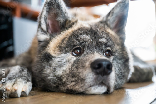 Close-up Akita inu with gray fur is relaxing on the ground in a house after a long walk outdoors