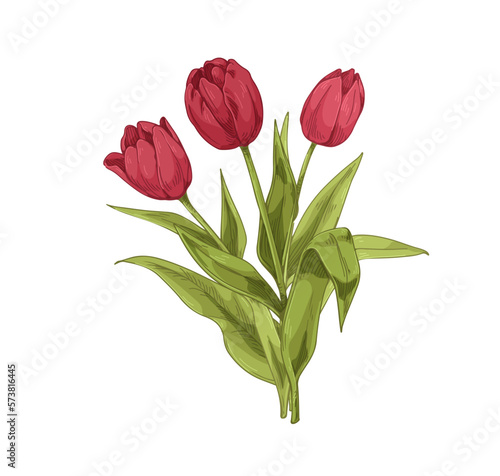 Tulips, blossomed spring flowers. Floral plant with delicate gorgeous petals, leaf, lush blooms drawn in vintage retro style. Botanical realistic vector illustration isolated on white background
