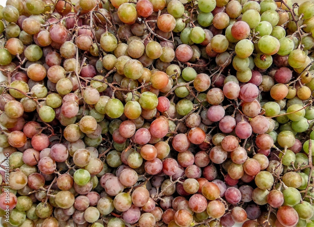 many pink ripe grape fruits many pink ripe grape fruits