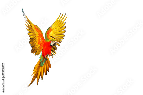 Colorful macaw parrot flying isolated on transparent background png file © Passakorn