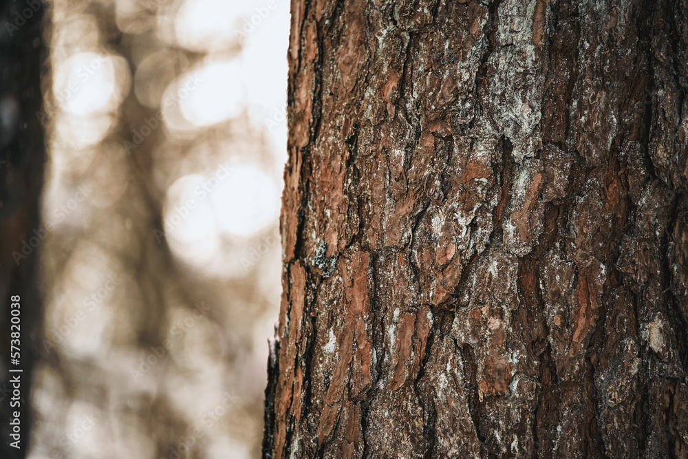 A macro close-up of a plant bark of fir tree with texture and detail crevices and rough surface A macro close-up of a plant bark of fir tree with texture and detail crevices and rough surface